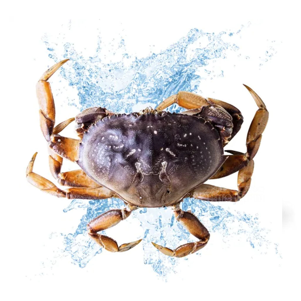Live Dungeness Crab-Large 1 pcs 2.5-3 LB