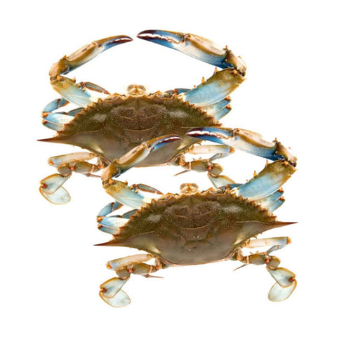Blue Crab 6PCS