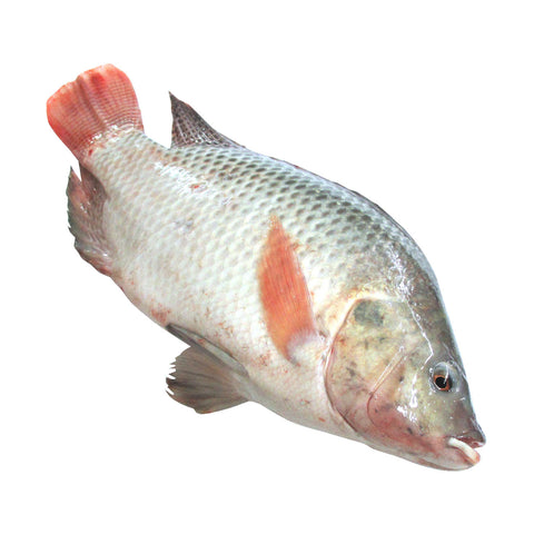 游水鰂鱼(1.5-1.7磅（毛重）又名：罗非鱼、吴郭鱼