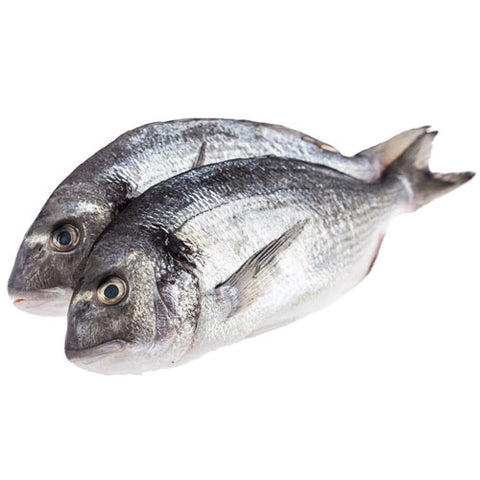 Porgy Fish  2.4-2.7 lbs