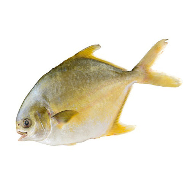 金鲳鱼（1.3-1.6lbs)