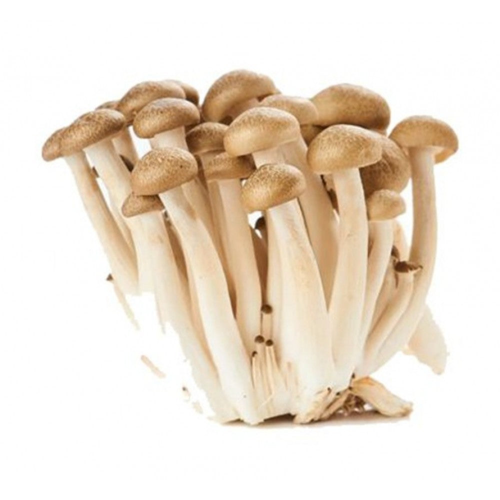 棕色毛榉蘑菇 -袋装 8oz