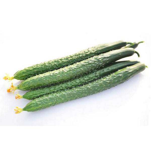 Tianjing Cucumber 2pcs 1-1.3lbs